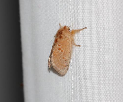 Pseudanapaea sp.